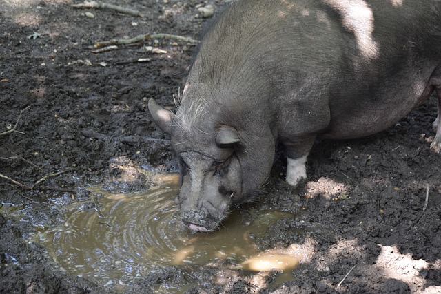 奏的比賽環 奏的比賽環